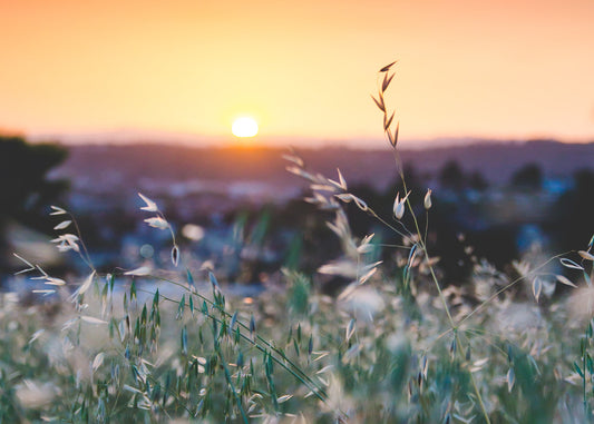 Sommersonnenwende - dein achtsames Ritual zum Mittsommerfest