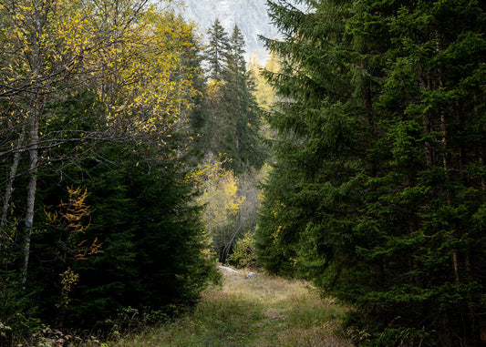 Achtsames Waldbaden: Ruhige Momente im Wald