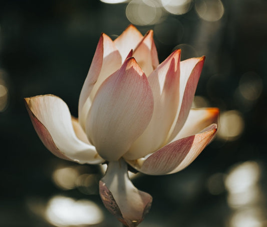 Ayurveda im Sommer: So bringst du dein Pitta-Dosha in Balance