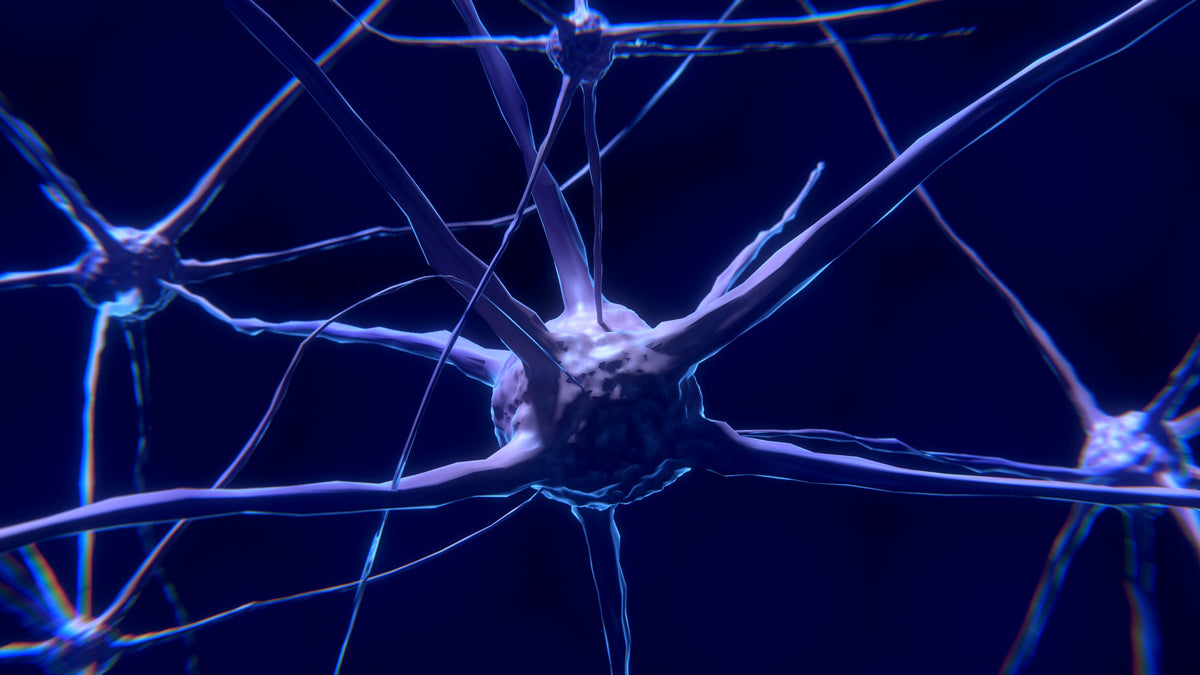 Change your brain now! Wie Meditation unser Gehirn verändert